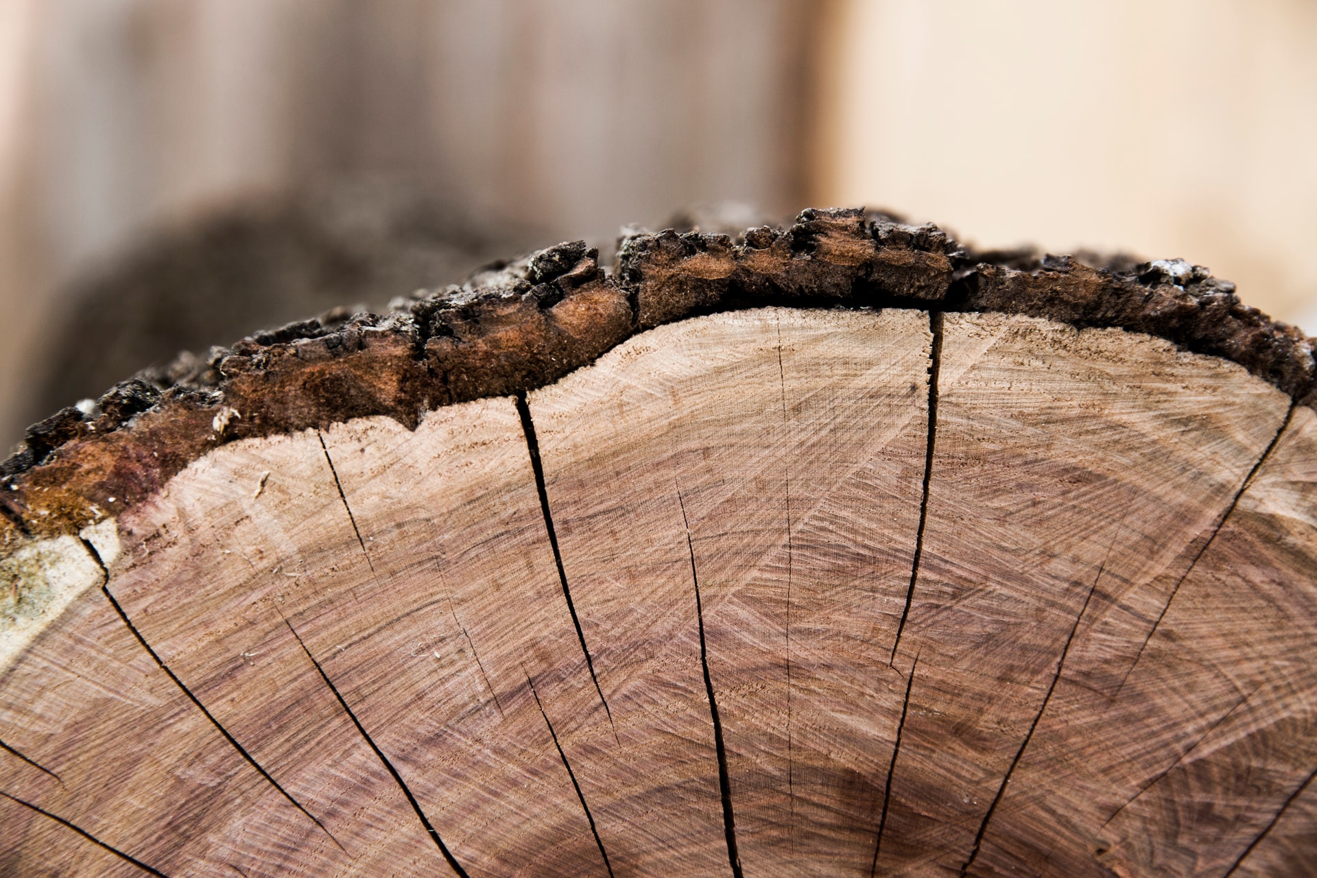 Jetzt wird´s heimisch: Wissenswertes über Zirbenholz